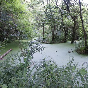Au plus profond du Marais Sauvage : frênes et lentilles d'eau