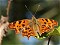 Polygonia C Album - Robert le Diable