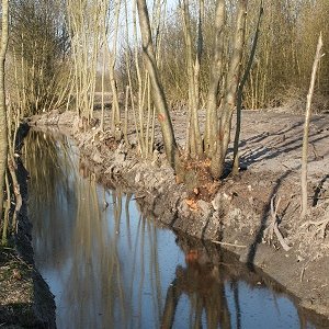 Le curage des conches se fait en hiver