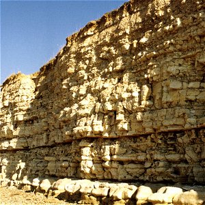 Falaise fossilifère près d'Esnandes (Charente Maritime)